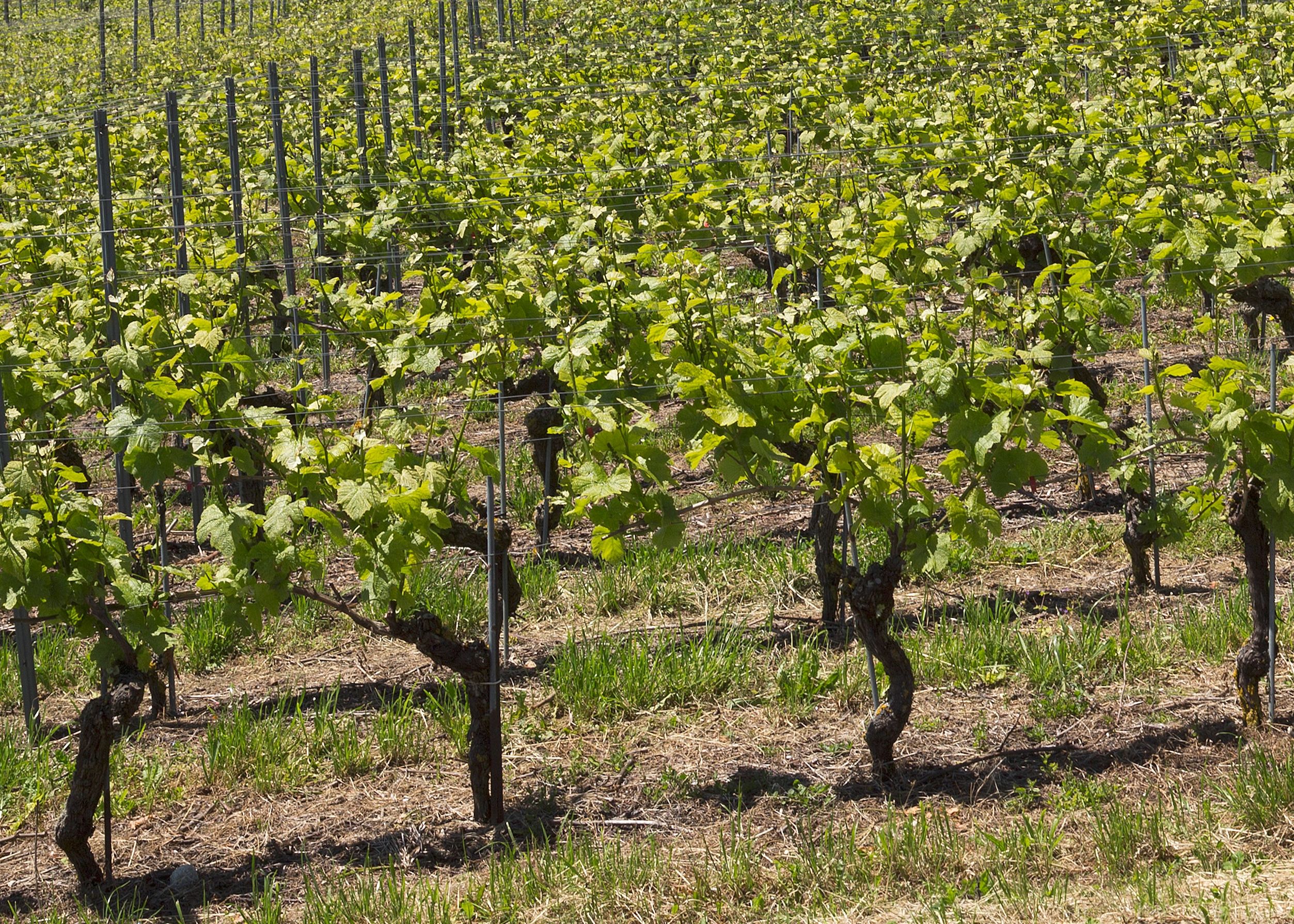 3_Blatt- und Triebwachstum_VinsVaudois.jpg