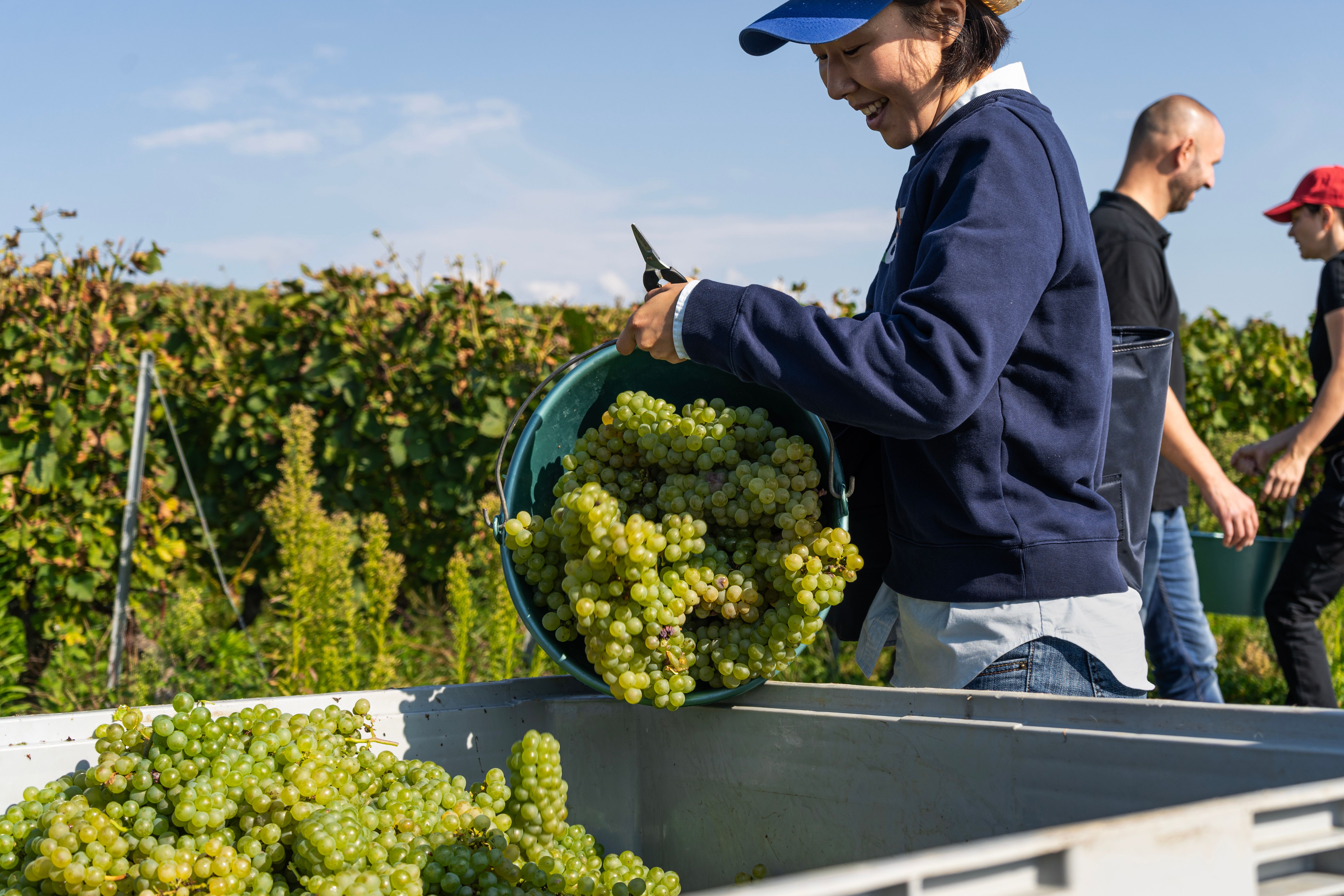 Au cœur des vendanges