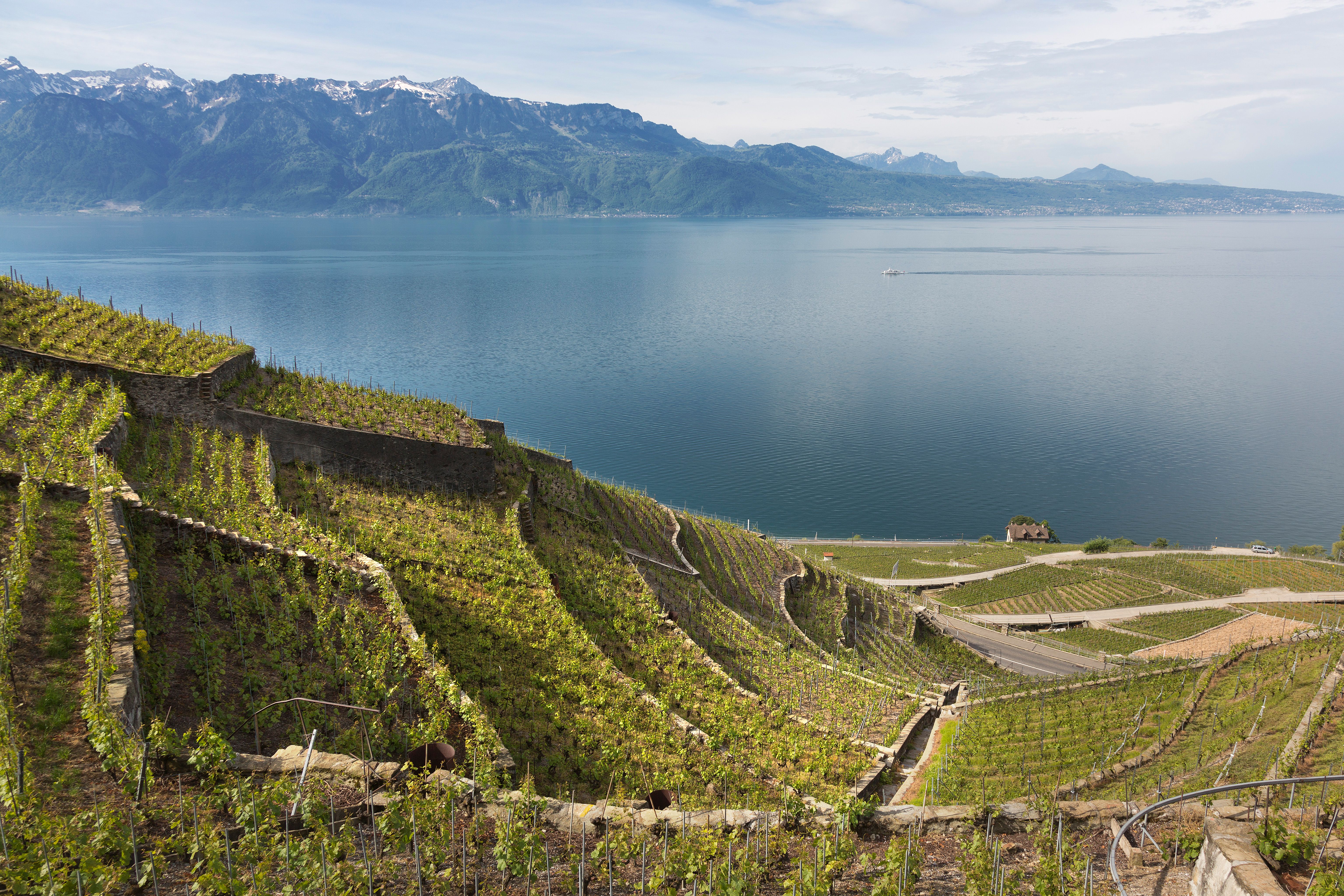 Lavaux
