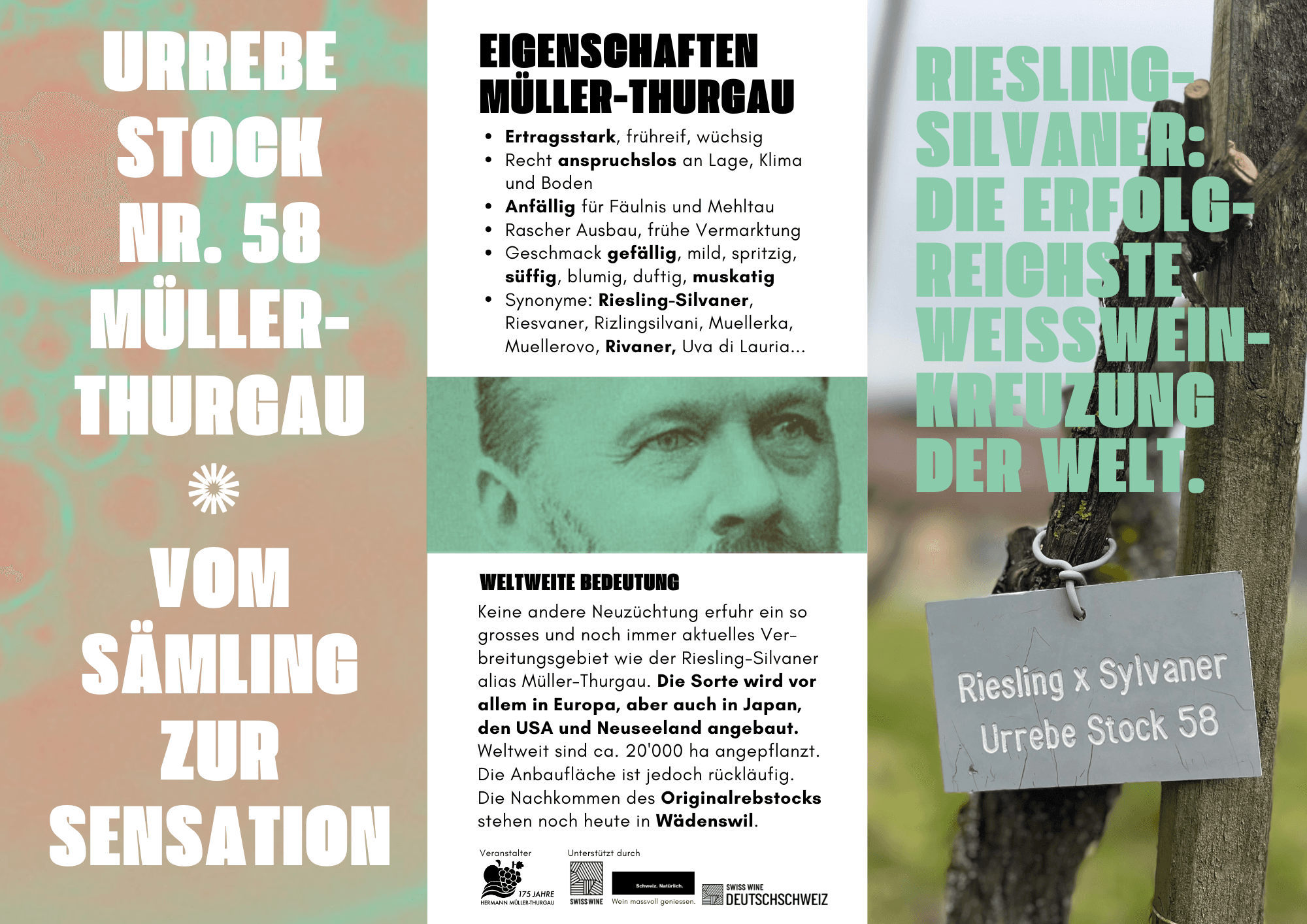 Urrebe Stock 58 - Müller-Thurgau