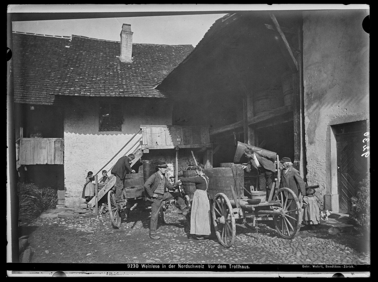 Weinlese in der Nordschweiz,1906