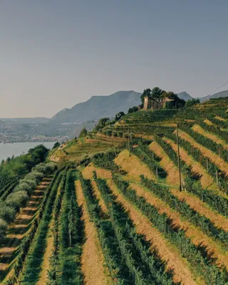 Weinregion Tessin