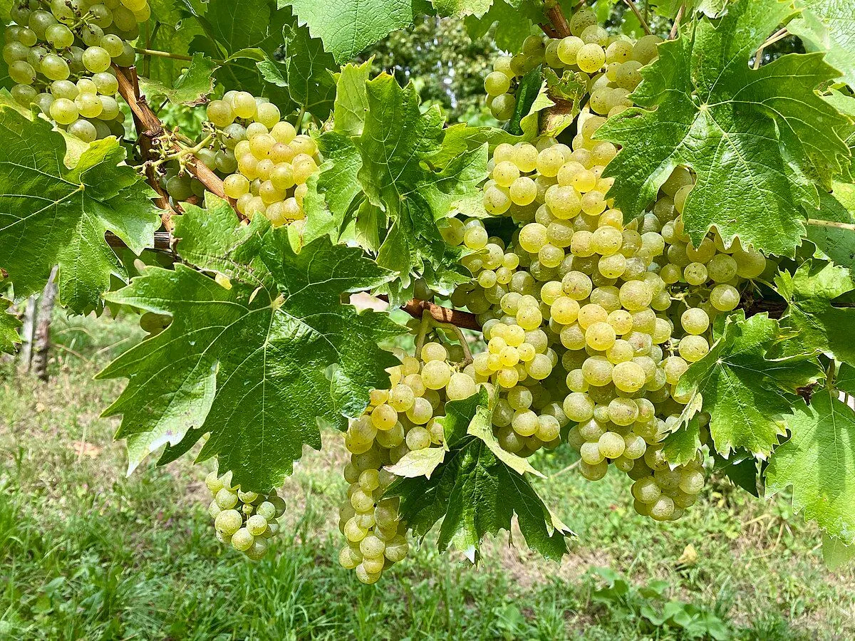 Müller-Thurgau