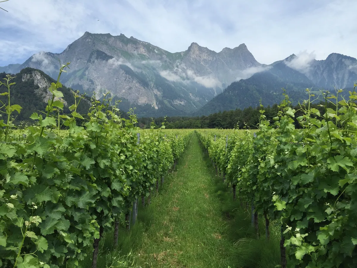 Sommer in den Reben, Graubünden