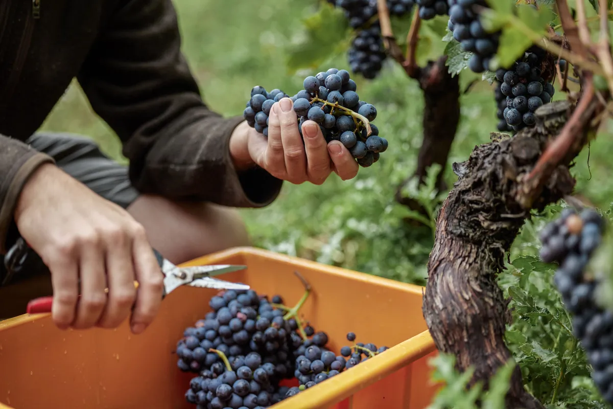 Weinlese_Vendanges