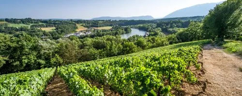 switzerland vineyard tour