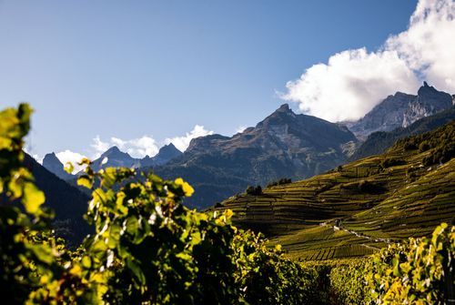 Sac à dos isotherme Swiss Wine Valais